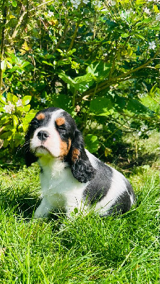 Des Sources Du Baillons - Cavalier King Charles Spaniel - Portée née le 08/06/2023